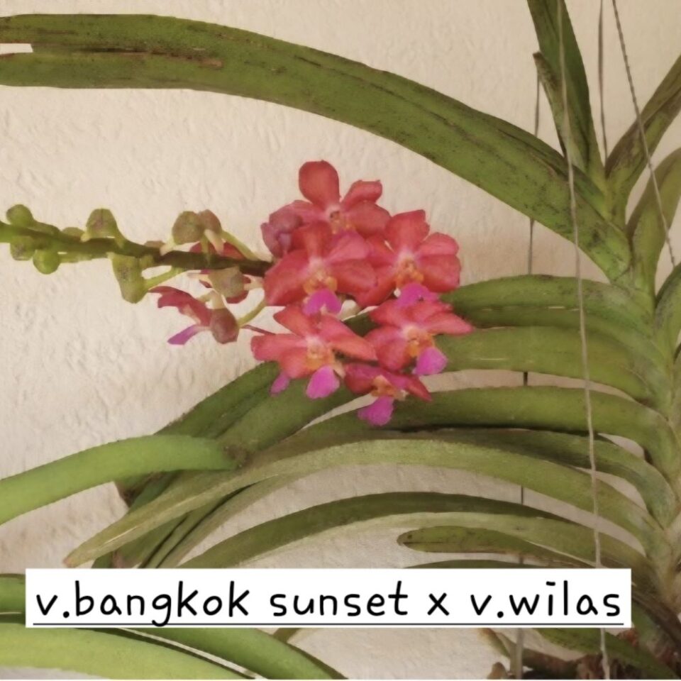 Vanda Bangkok sunset x Vanda wilas