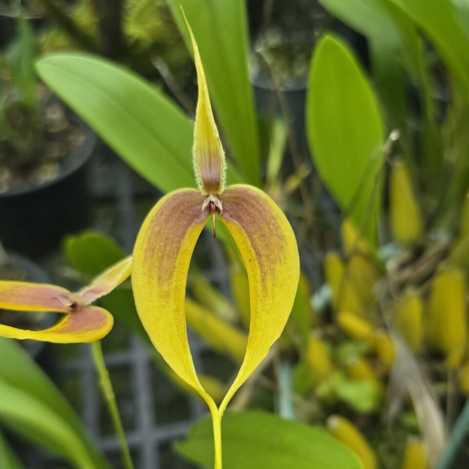 Bulbophyllum masdevaliaceum