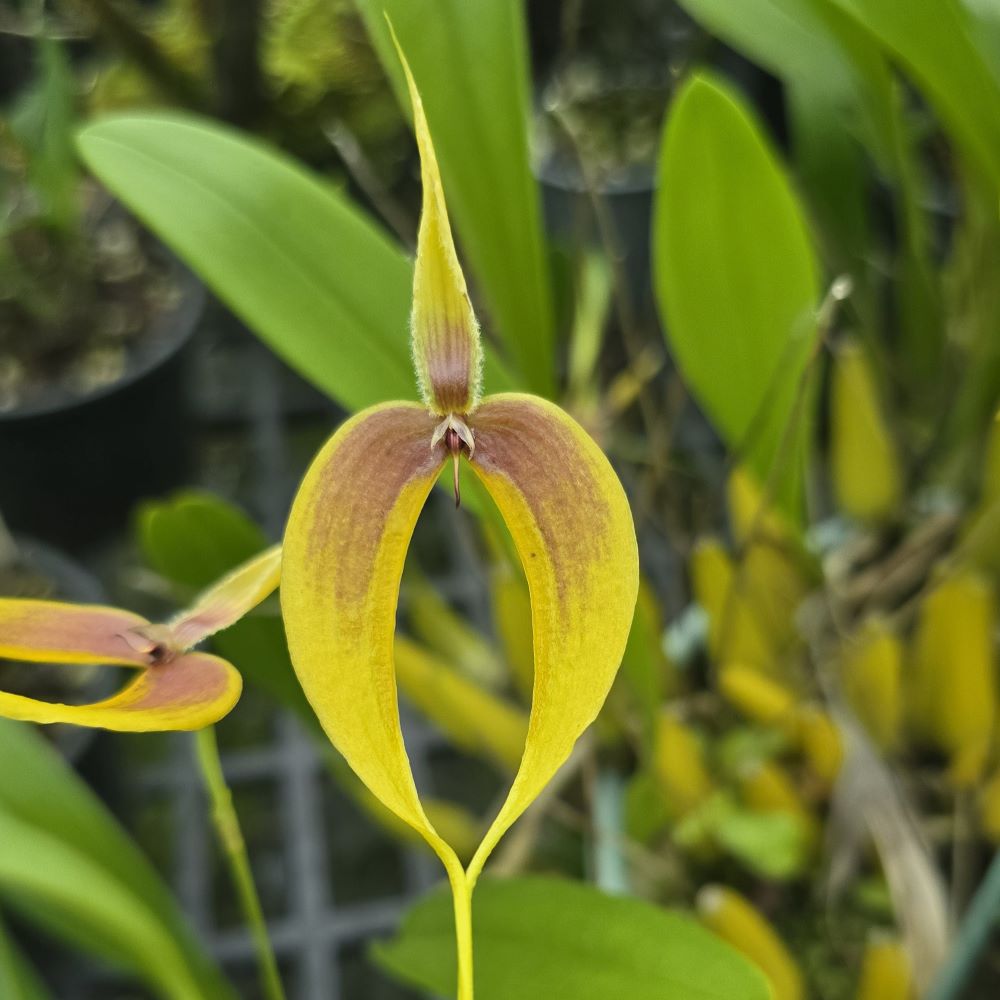 Bulbophyllum masdevaliaceum