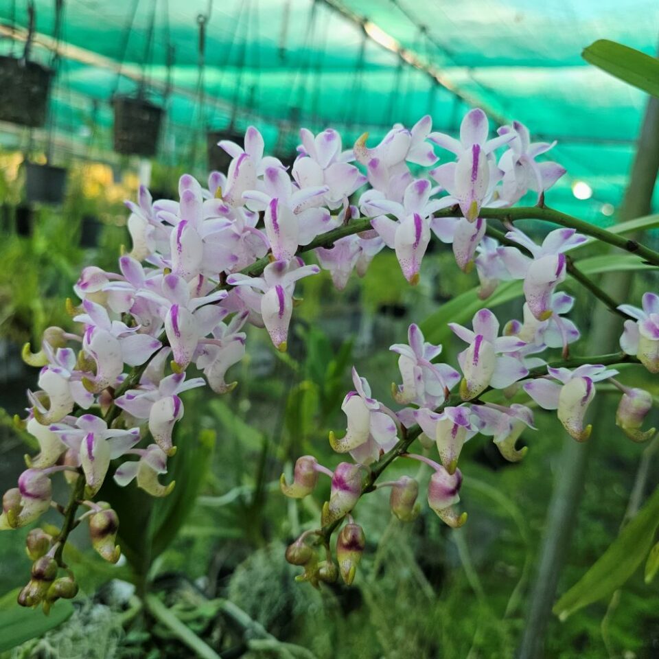 Aerides Odorata