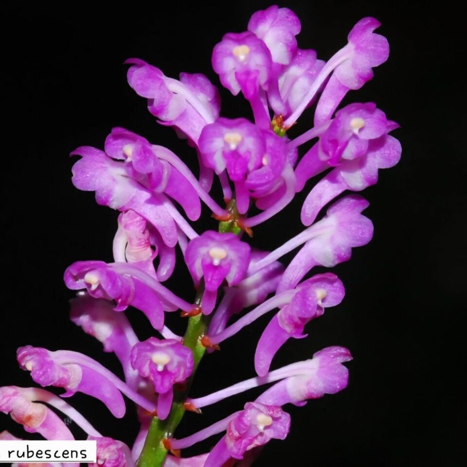 Aerides rubescens