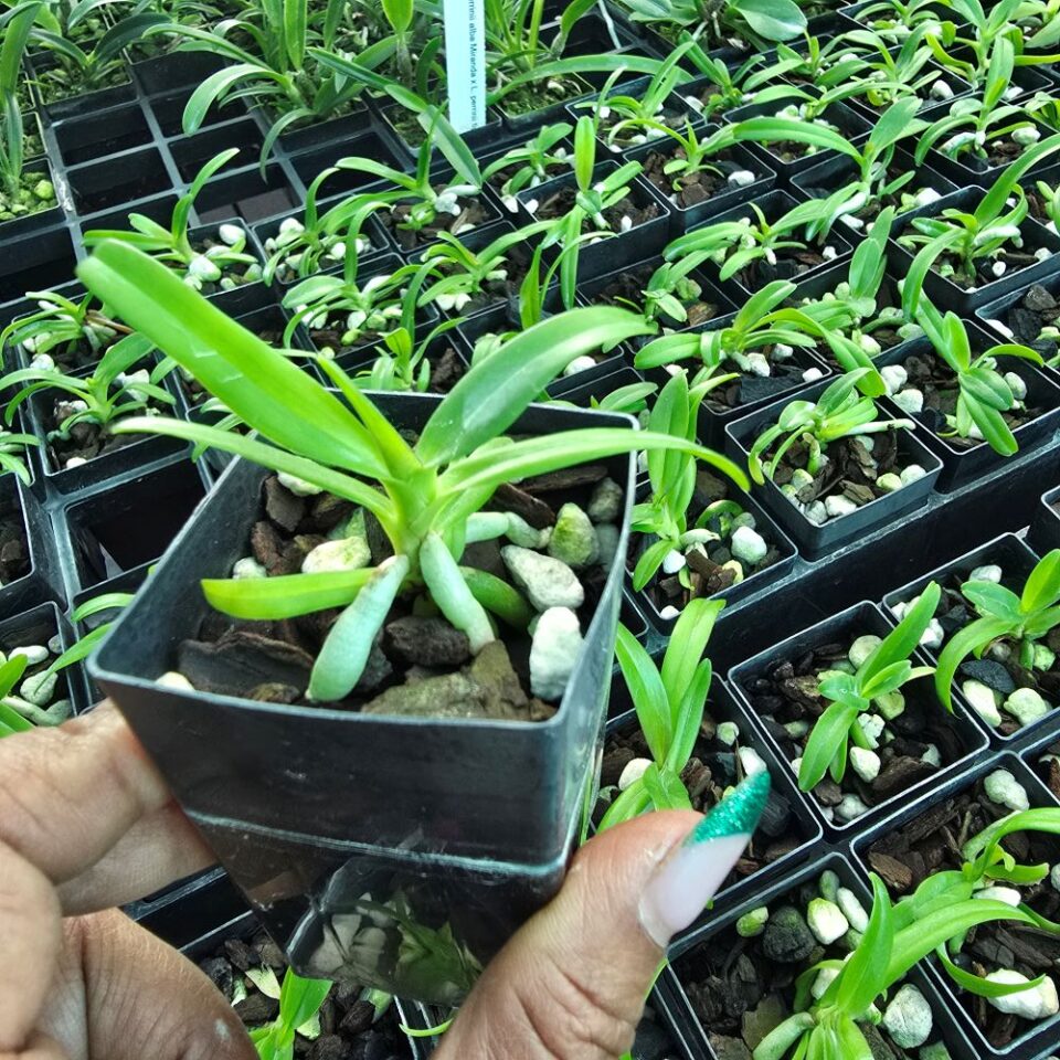Aerides rubescens - Image 2