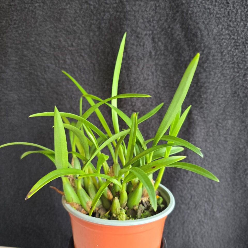 Brasiliorchis schunkeana - Image 2