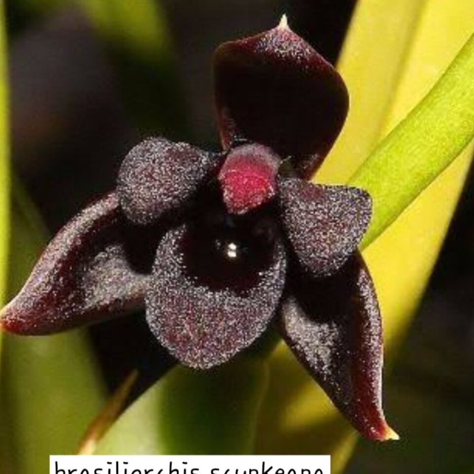 Brasiliorchis schunkeana