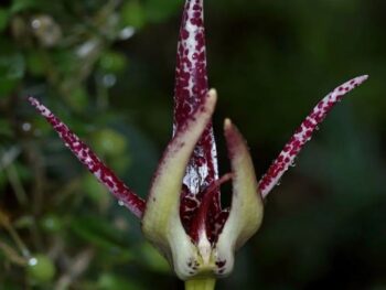 Bulbophyllum cheiri x santosii