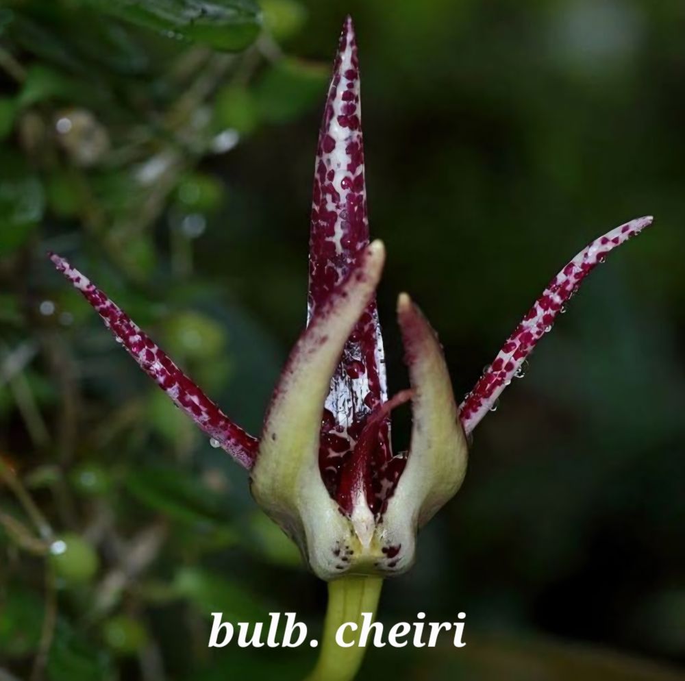 Bulbophyllum cheiri x santosii