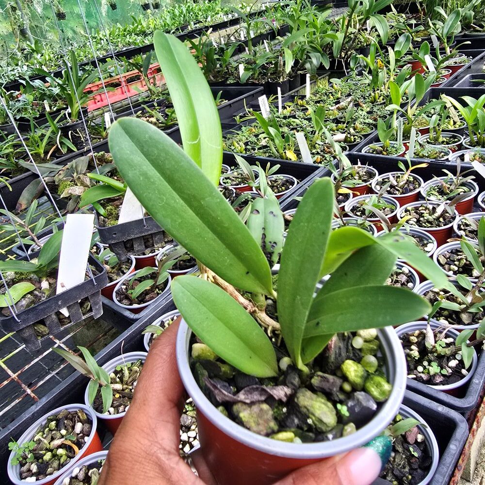 Bulbophyllum cheiri x santosii - Image 3