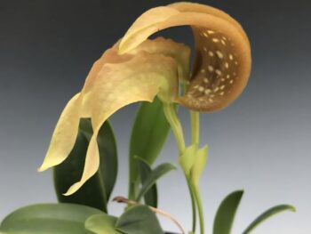 Bulbophyllum grandiflorum