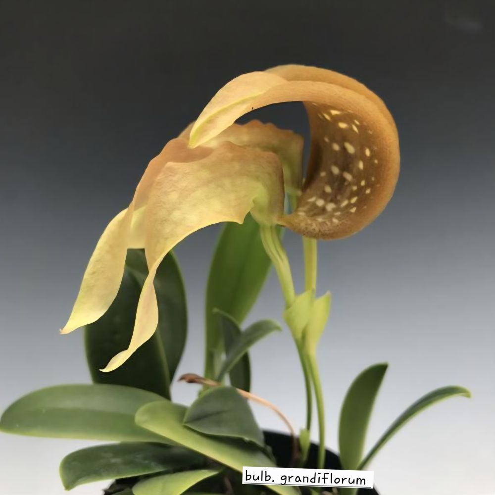 Bulbophyllum grandiflorum