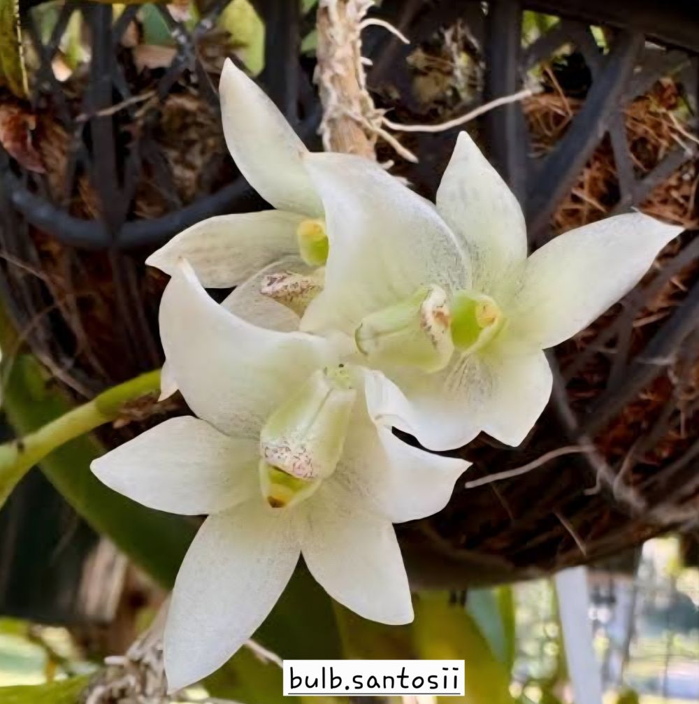Bulbophyllum cheiri x santosii - Image 2