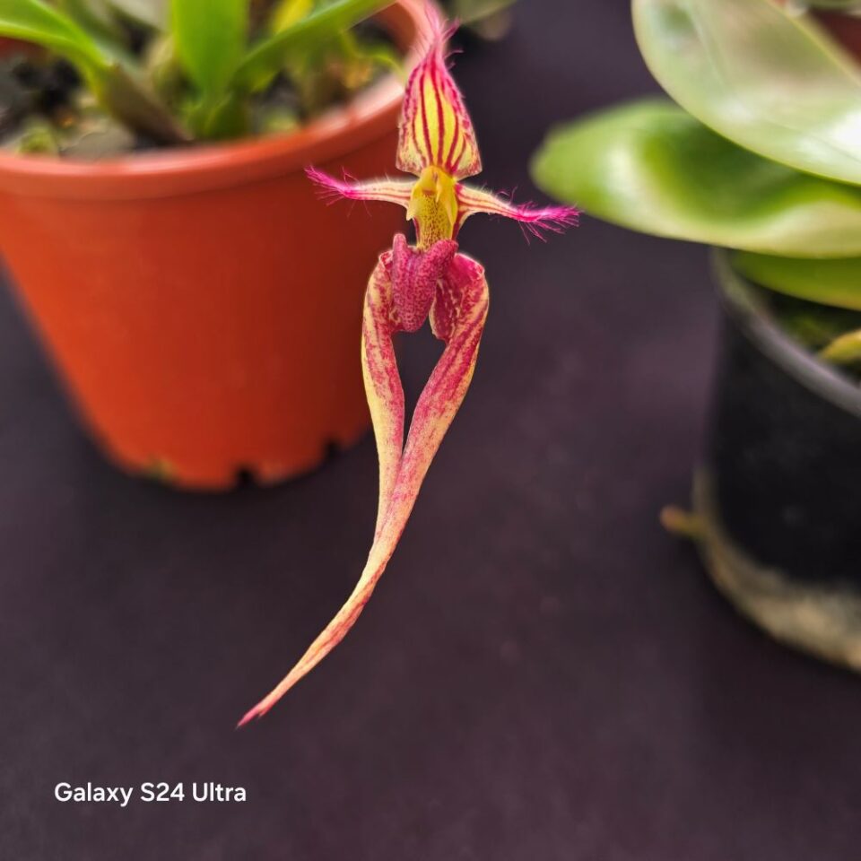 Bulbophyllum mercury sandal x appendiculatum