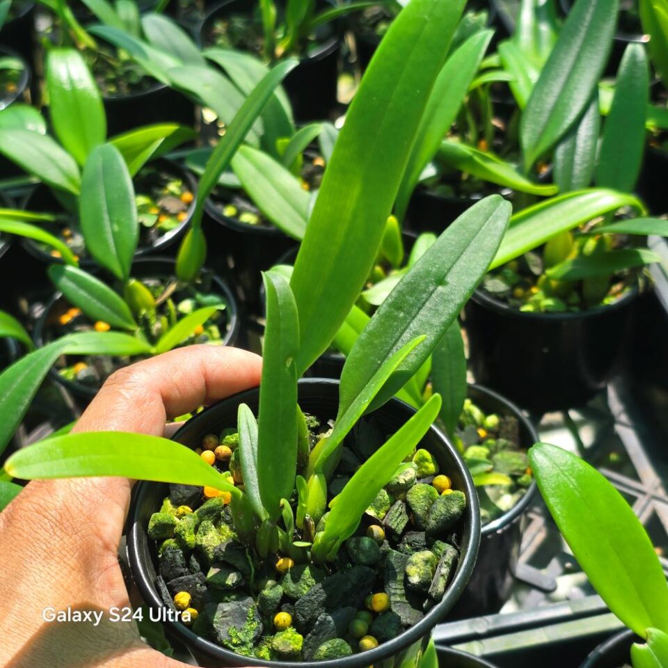 Bulbophyllum mercury sandal x appendiculatum - Image 2