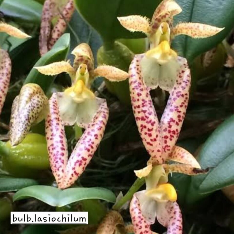 Bulbophyllum lasiochillum