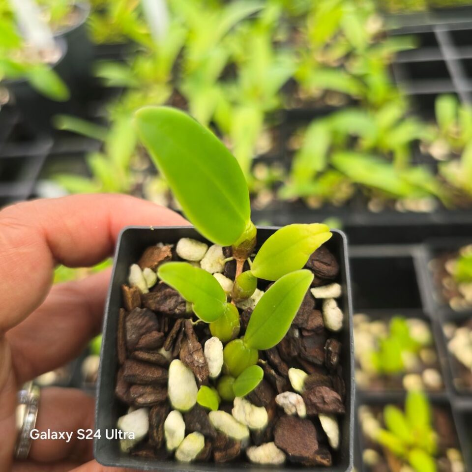 Bulbophyllum lasiochillum - Image 2