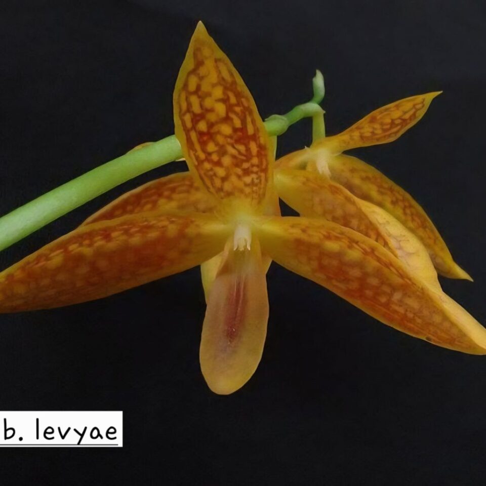 Bulbophyllum levyae