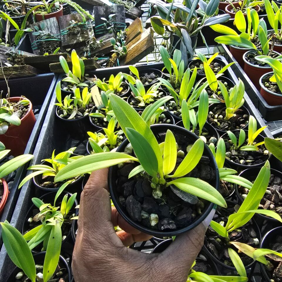 Bulbophyllum levyae - Image 2