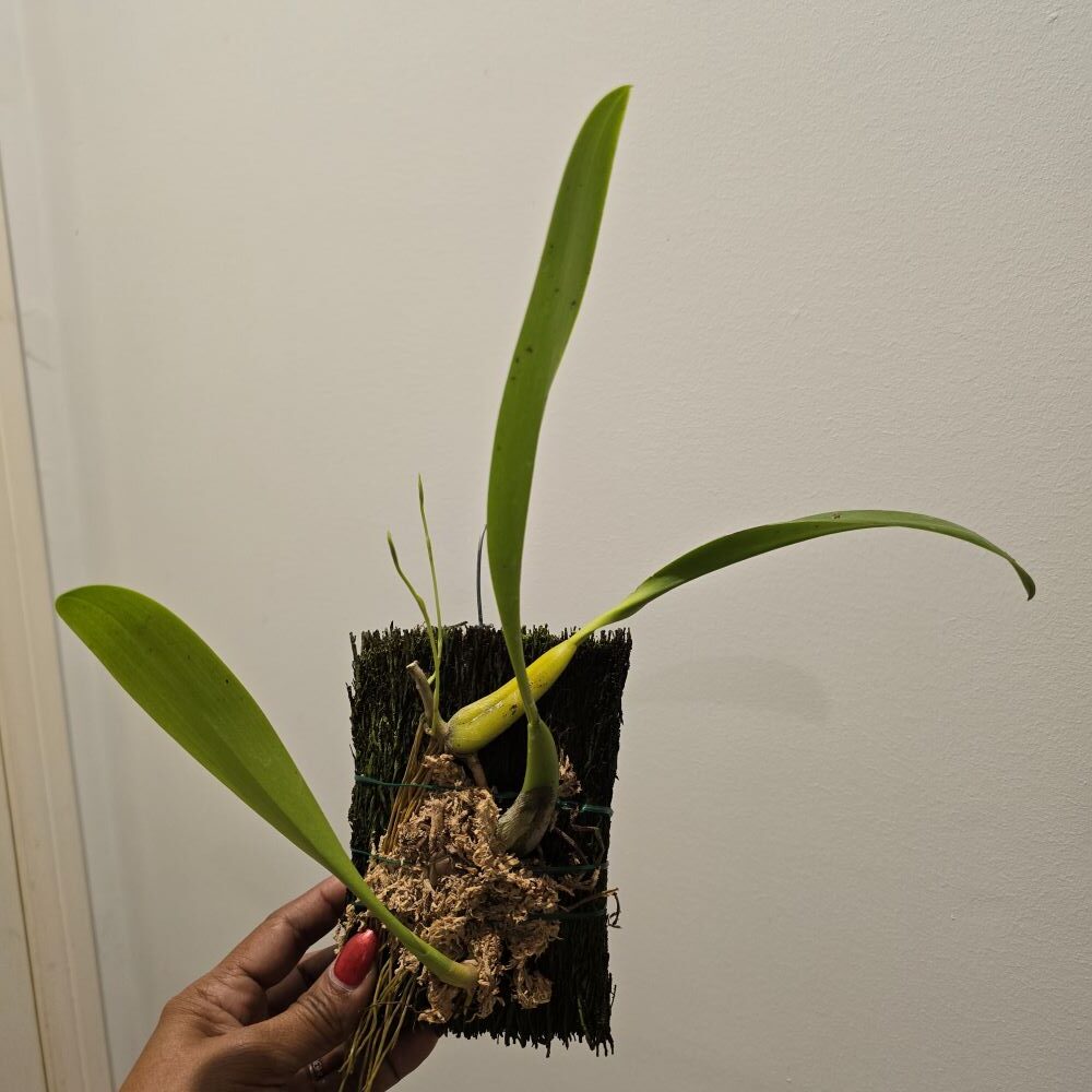 Bulbophyllum masdevaliaceum - Image 2