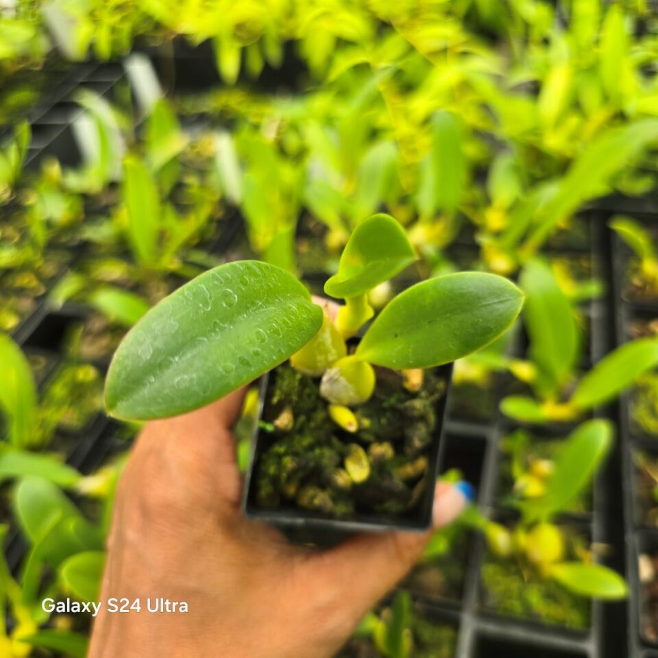 Bulbophyllum nigritianum - Image 2