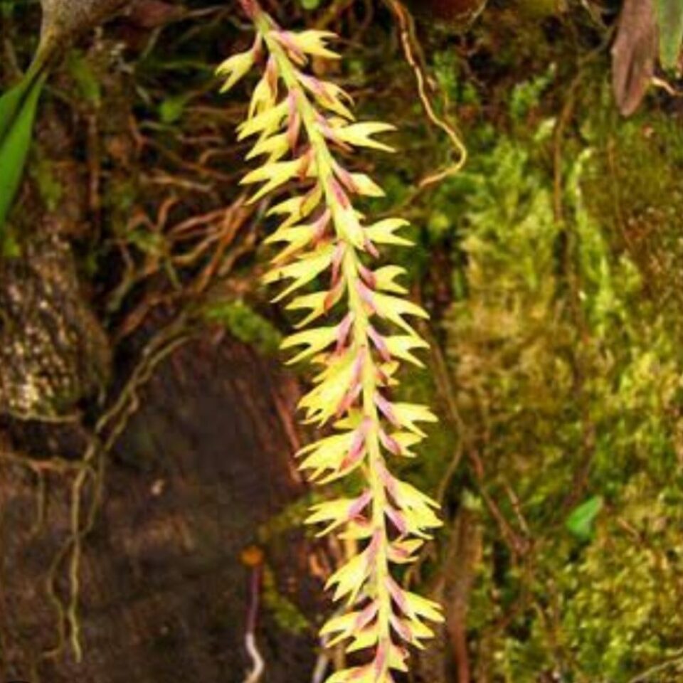 Bulbophyllum nigritianum