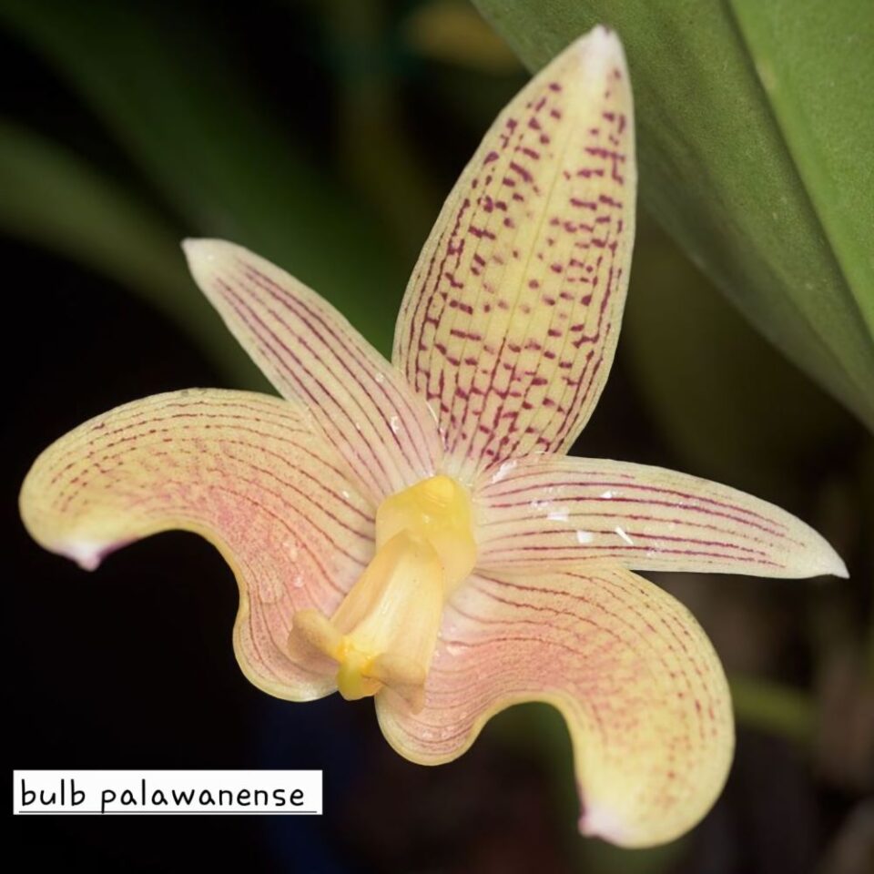 Bulbophyllum palawanense