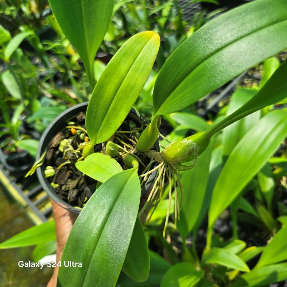 Bulbophyllum palawanense - Image 2