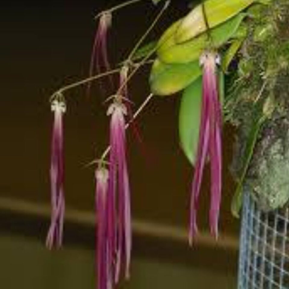 Bulbophyllum plumatum 'red'