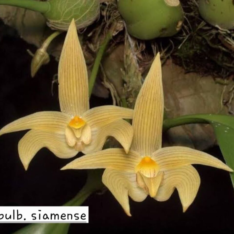 Bulbophyllum siamense