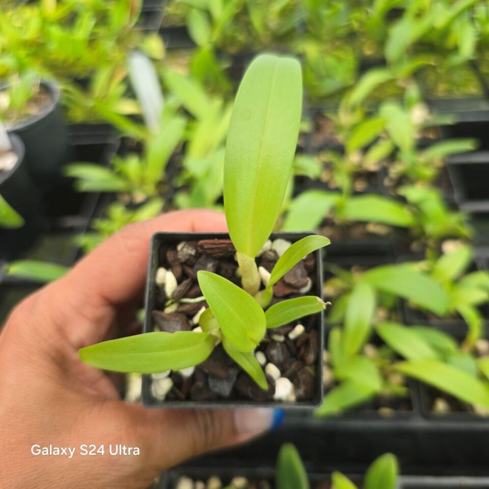 Bulbophyllum siamense - Image 2