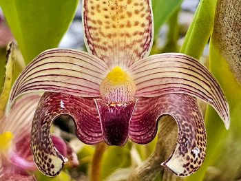 Bulbophyllums Orchids