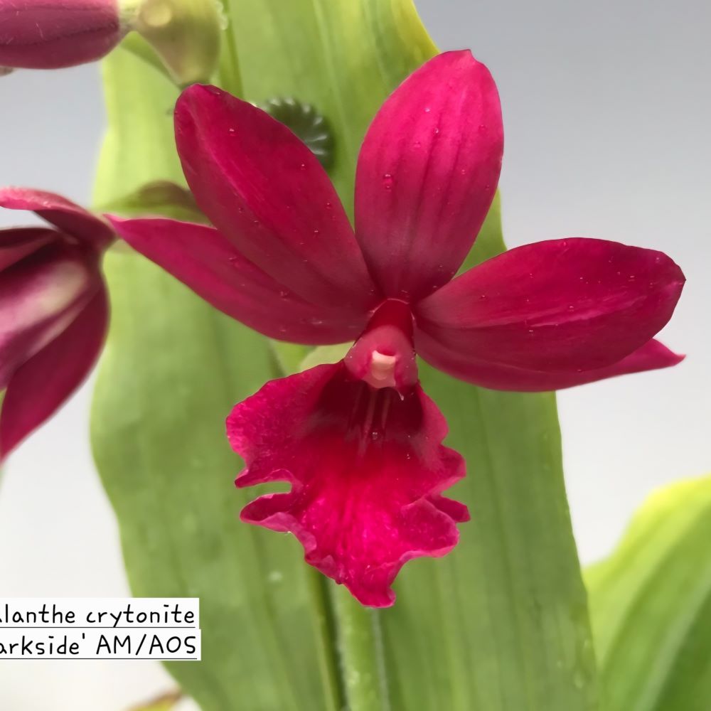 Calanthe kryptonite "parkside" AM/AOS