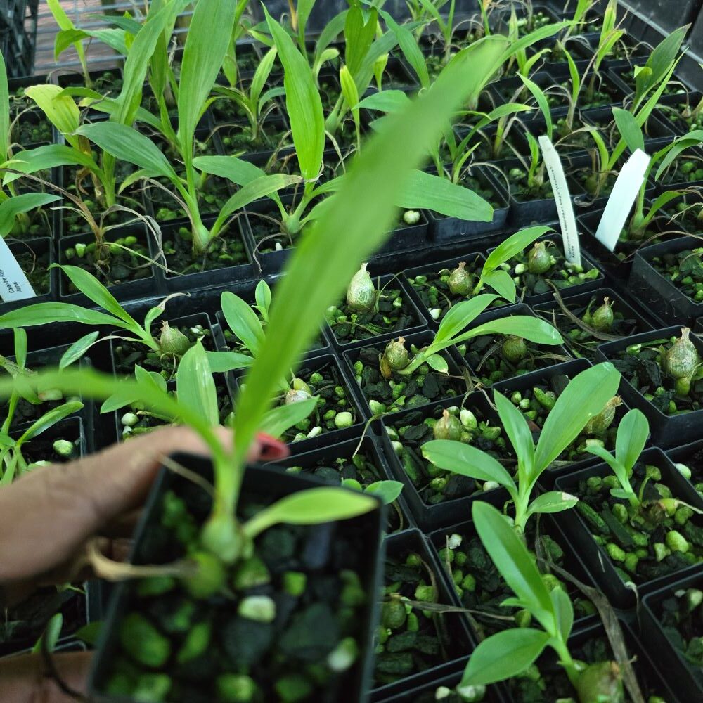 Calanthe kryptonite "parkside" AM/AOS - Image 2