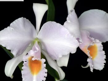 Cattleya Schroederae (miniature)