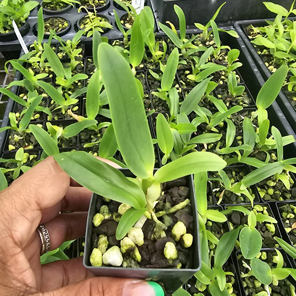 Cattleya aurantiaca spots - Image 2