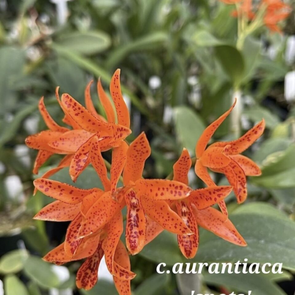Cattleya aurantiaca spots