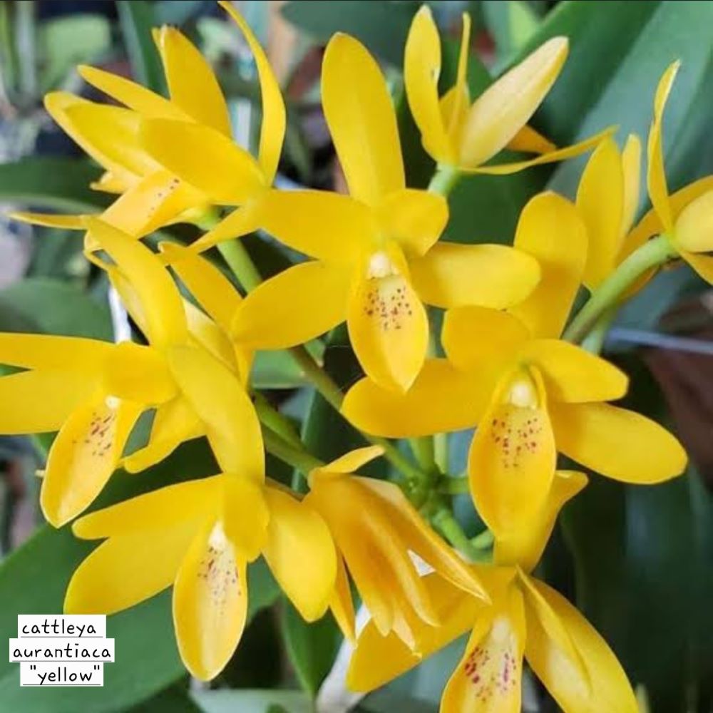 Cattleya aurantiaca "yellow"