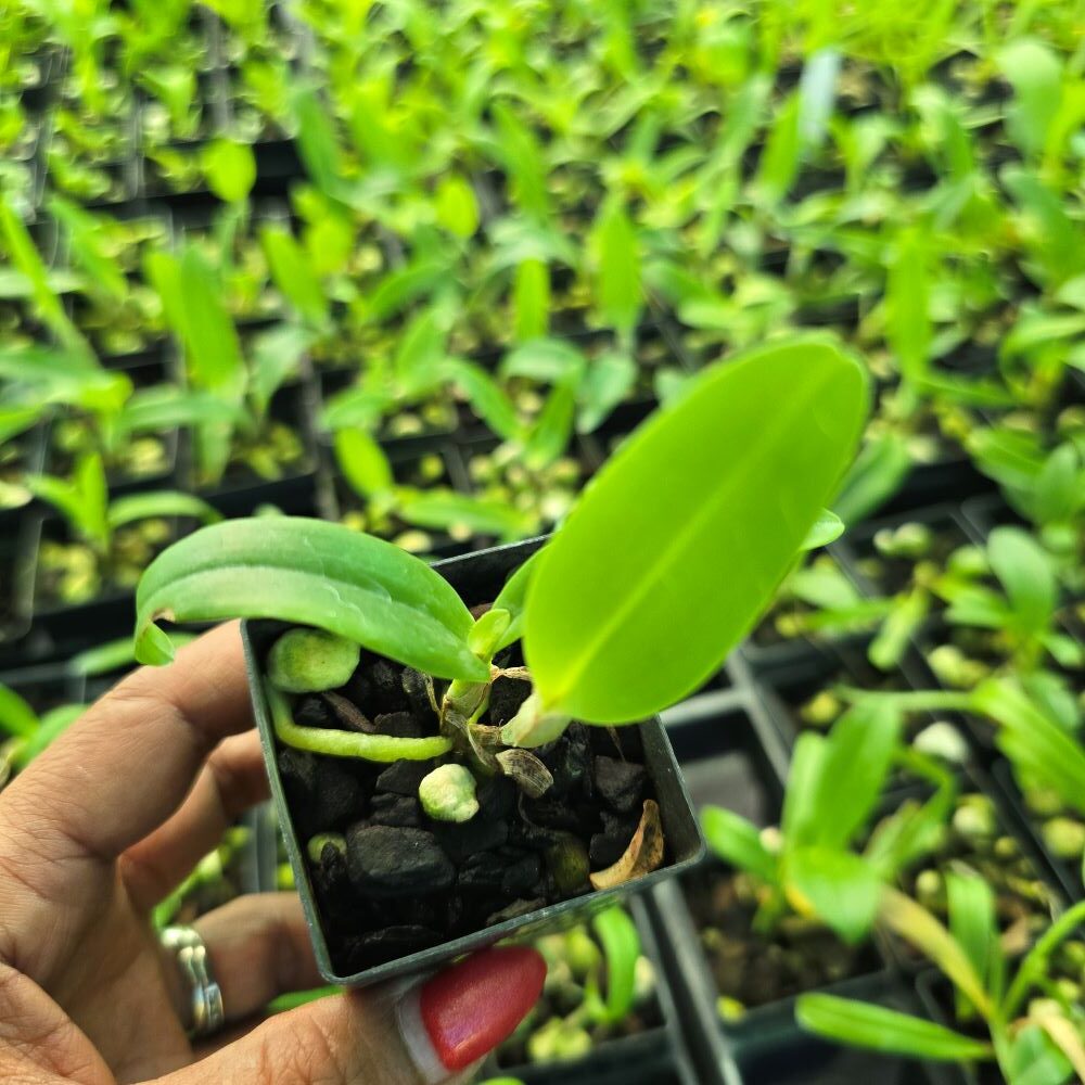 Cattleya aurantiaca "yellow" - Image 2
