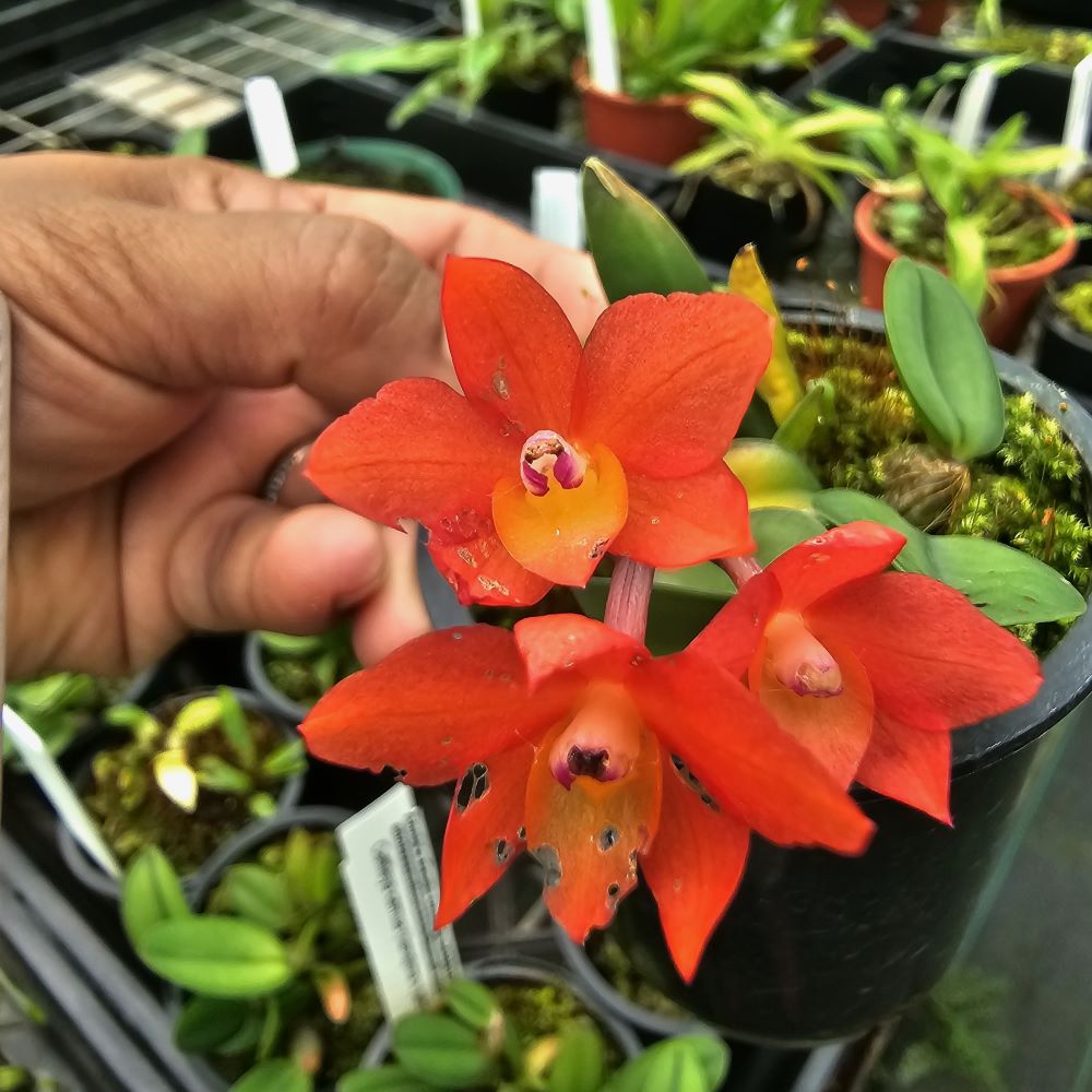 Cattleya cernua (jiaho x hanajima)