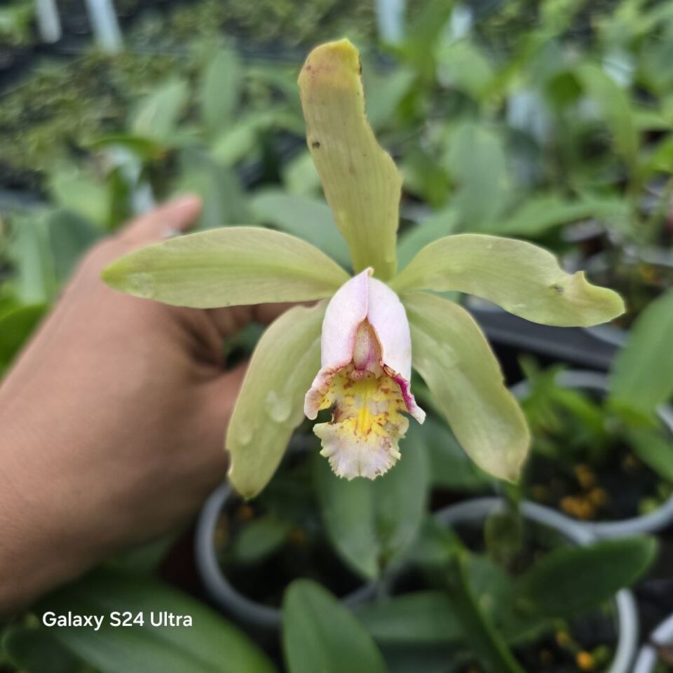 Cattleya forbesii (pink column xwj x bela vista)