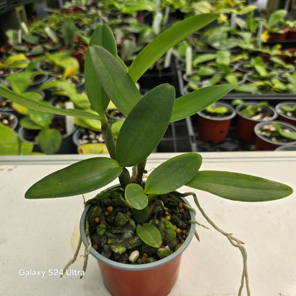 Cattleya forbesii (pink column xwj x bela vista) - Image 2