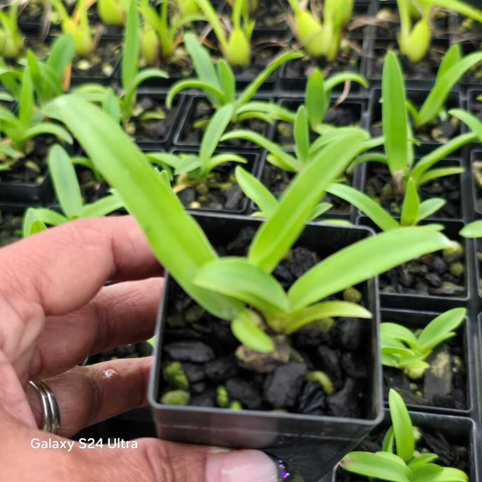 Cattleya glauca - Image 2