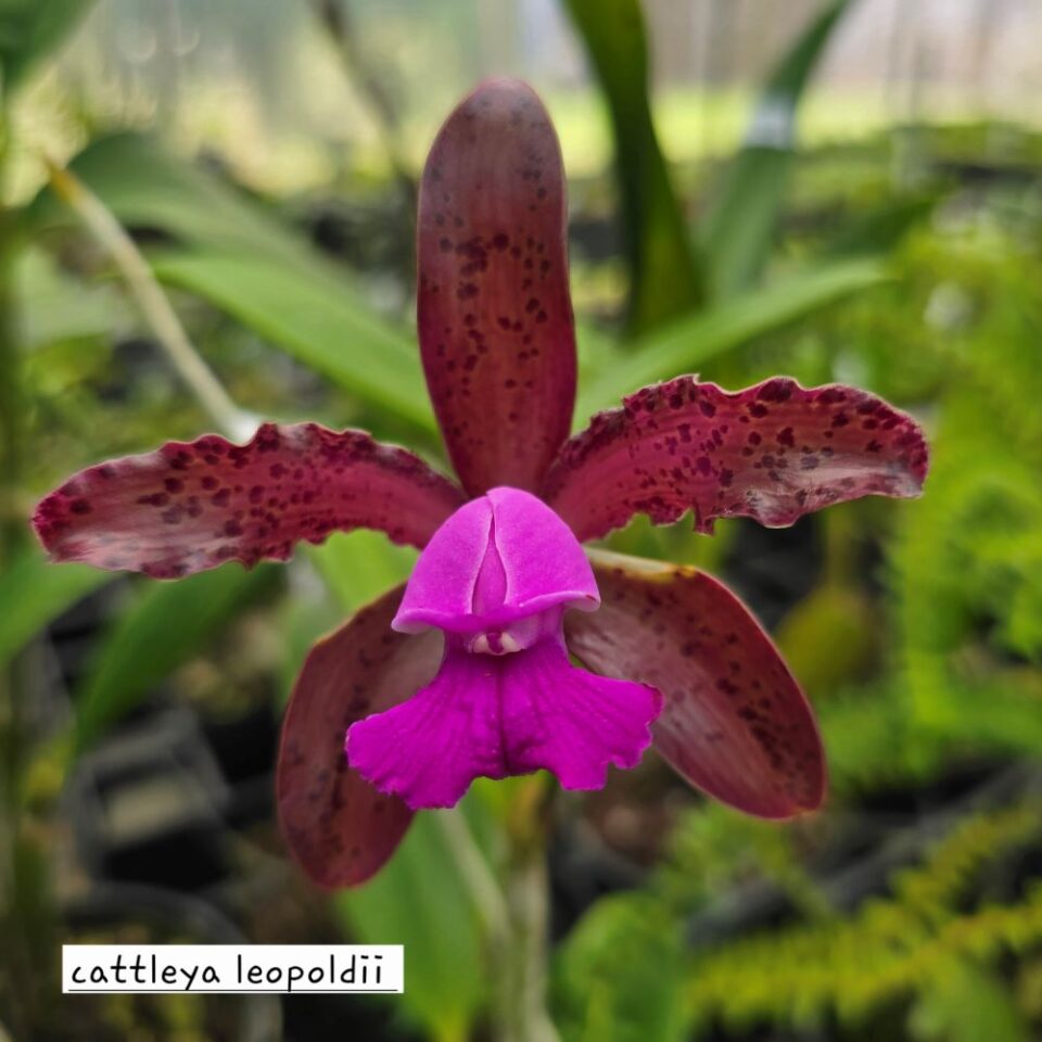 Cattleya leopoldii