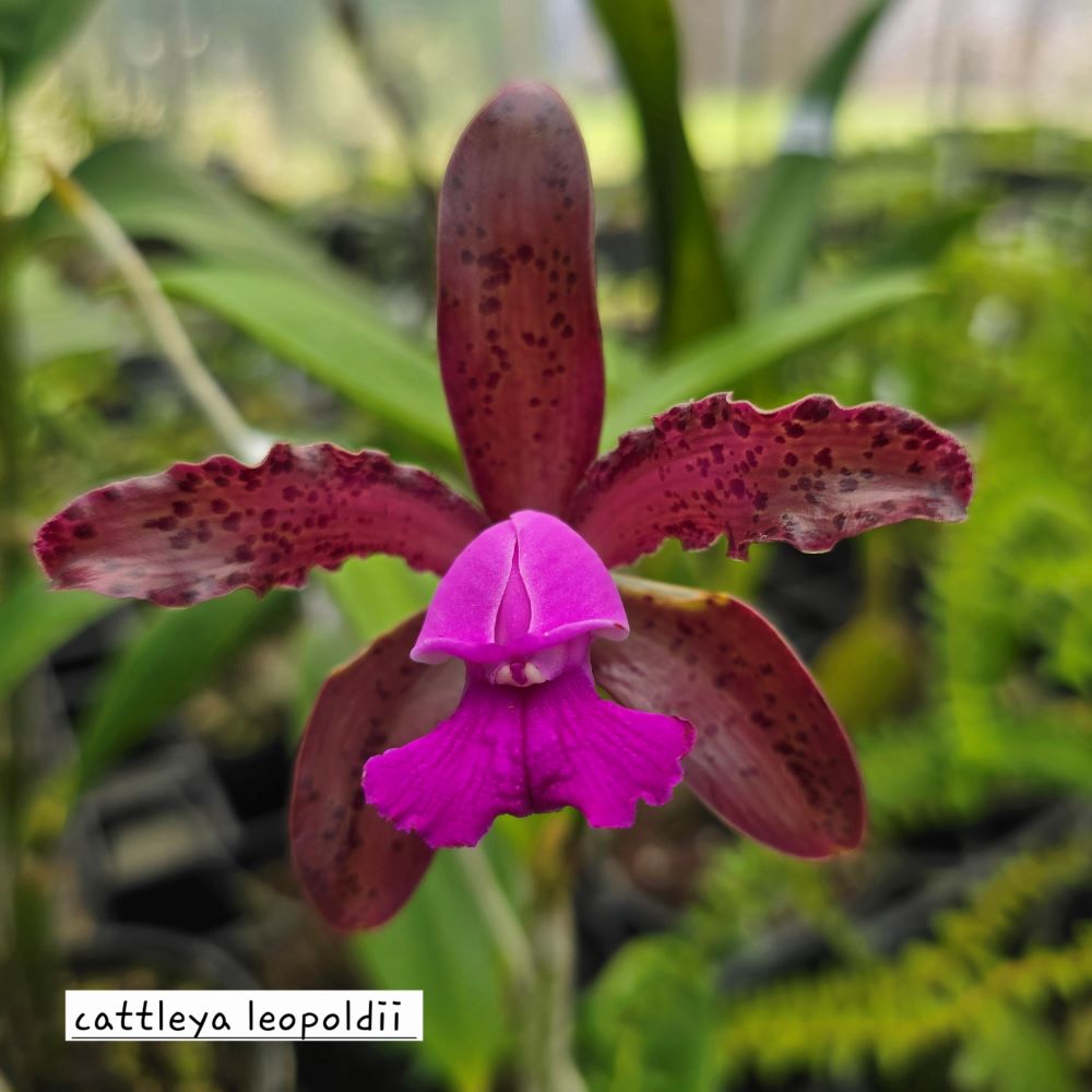Cattleya leopoldii