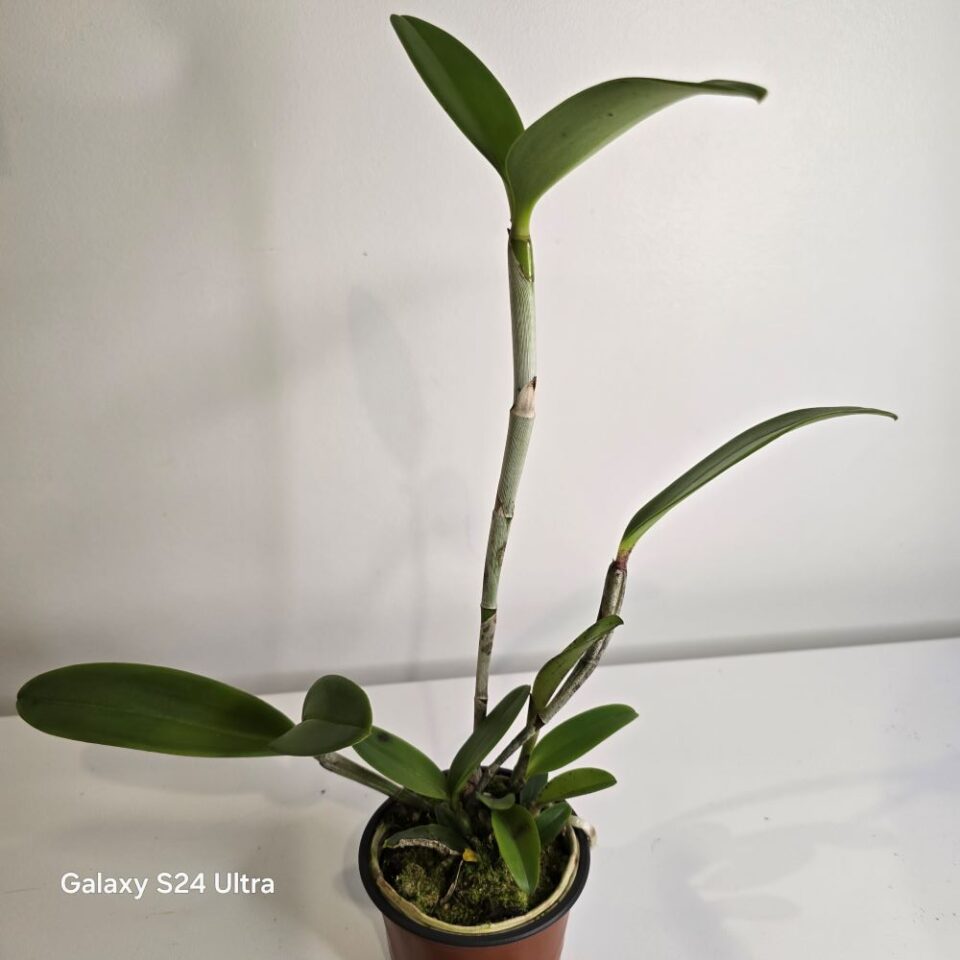 Cattleya leopoldii - Image 2