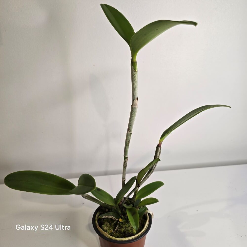 Cattleya leopoldii - Image 2