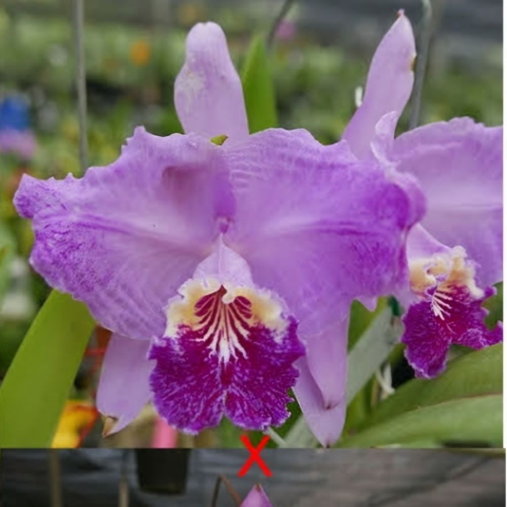 Cattleya lueddemanniana (f.flamea'keiko' x f.rubra 'giulia')