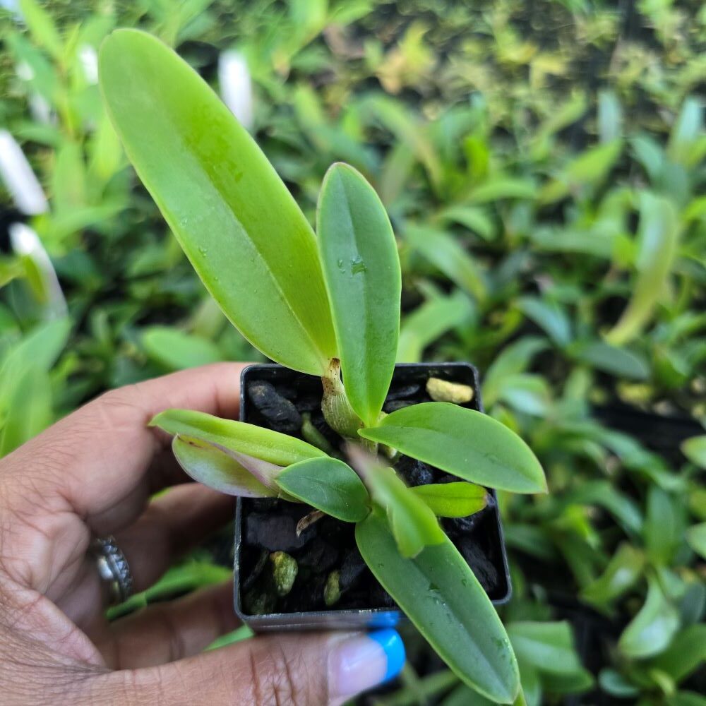 Cattleya lueddemanniana (f.flamea'keiko' x f.rubra 'giulia') - Image 2