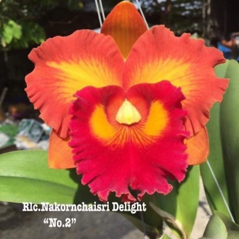 Cattleya nakornchaisri delight no2