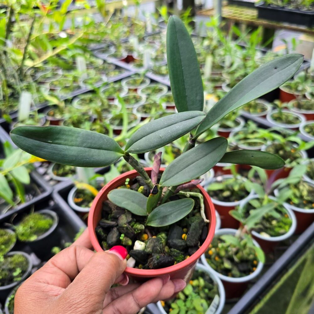 Cattleya schilleriana - Image 2