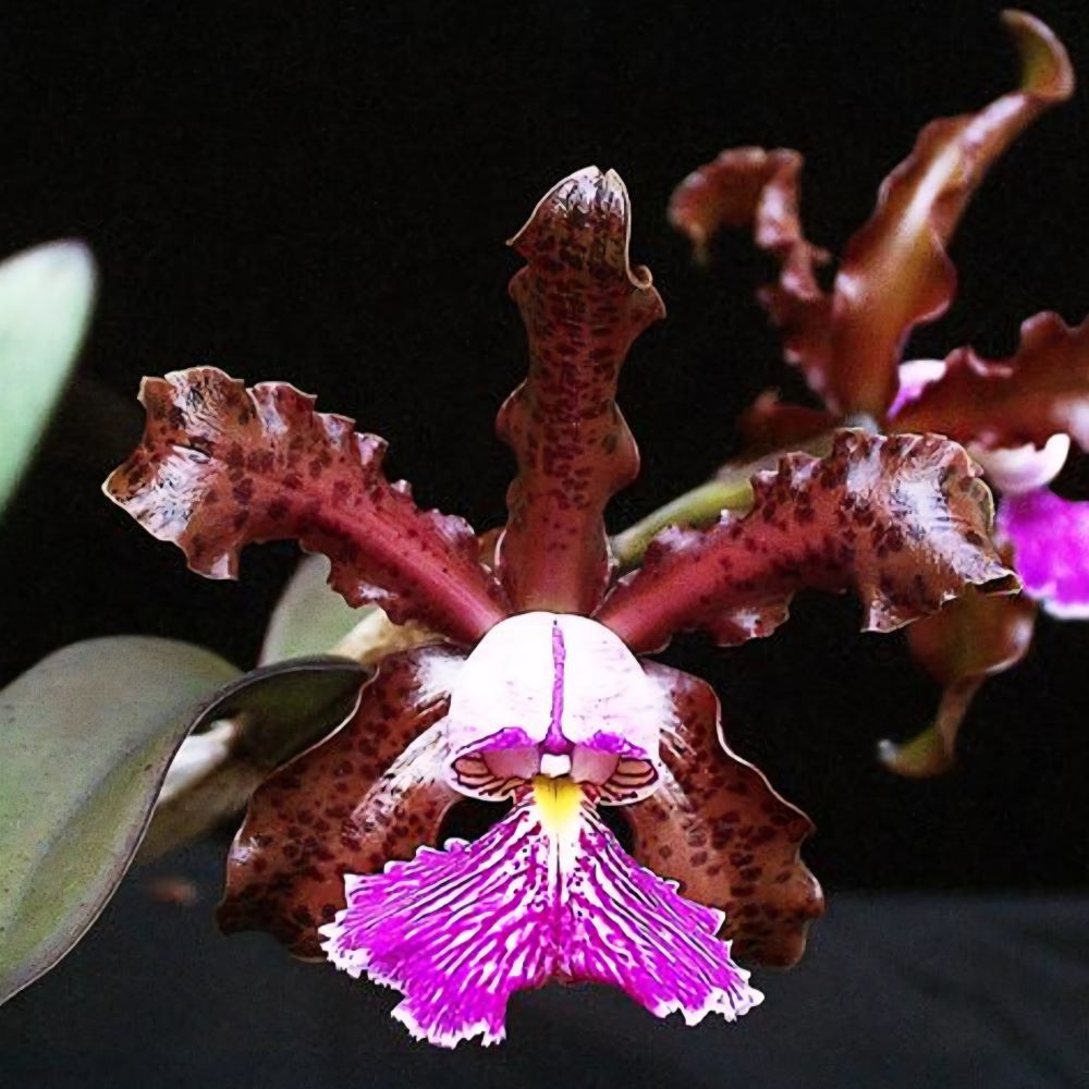 Cattleya schilleriana