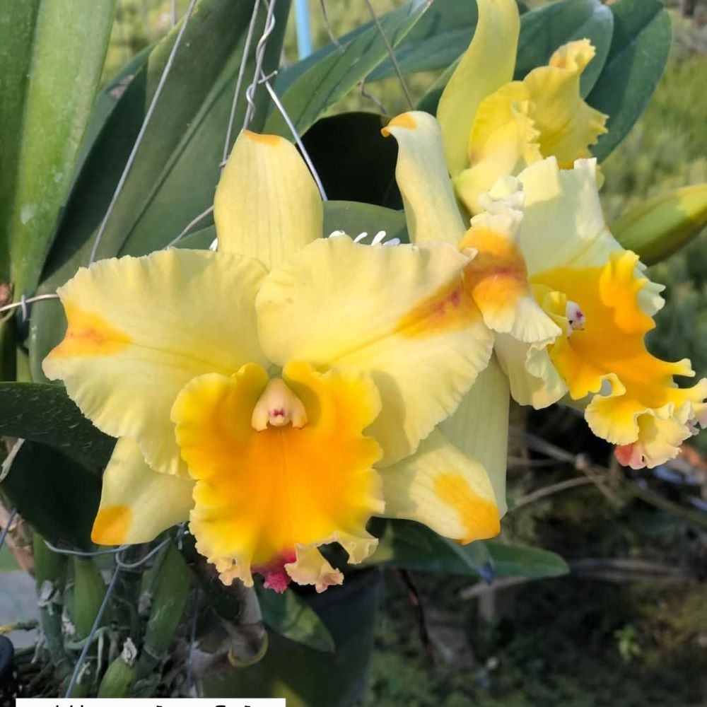 Cattleya siam fairy